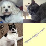 Maggie, Rex, & Jesse - @jesse_maggie_rex - Instagram