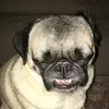 Tammy Gelber - @rex.maggie - TikTok