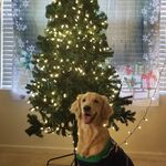 Maggie Belle Rosado - @maggie.belle.golden.retriever - Instagram