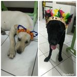Twister e Maggie - @twisteremaggierosado - Instagram