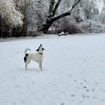 Maggie Rue - @maggiethemagicalmutt - Instagram
