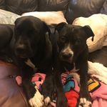 Daisy and Maggie - @ruff_life_of_daisy_and_maggie - Instagram