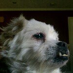 maggie bayliss - @maggie_ruff_ruff - Instagram