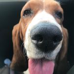 Maggie - @maggieruffruff - Instagram