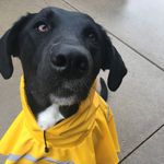 Maggie Sedewitz - @maggie_ruff - Instagram