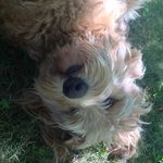 Margie - @ruff_its_maggie_ - Instagram