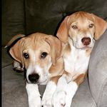 Ruff e Maggie - @ruffemaggie - Instagram