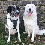 Adventures of Maggie & Samson - @maggie_and_samson_ - Instagram