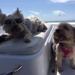 Maggie & Samson - @hollywood_hills_yorkies - Instagram