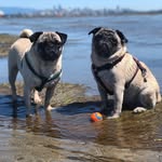Maggie & Simon da pugs - @maggiesimonpugz - Instagram