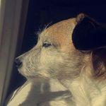 MaggieTheDog - @_maggiesolomon_ - Instagram