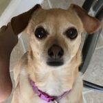 Maggie - @waggy.maggie.spell - Instagram