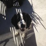 Maggie - @_maggie_the_springer_ - Instagram