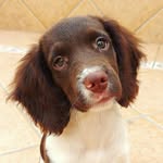 🐶⭐♥Maggie♥⭐🐶 - @maggie.springerspaniel - Instagram