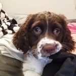 Maggie - @maggie_springer__spaniel - Instagram