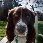 MAGGIE - @maggie_springer_spanial - Instagram