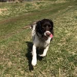 Maggie - @maggie_springer_spaniel - Instagram