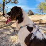 Maggie - @maggie_the__springer_spaniel - Instagram