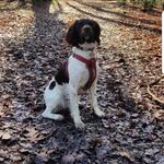 Maggie - @maggie_thespringerspaniel - Instagram