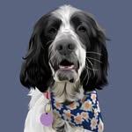Maggie May the Springer 🐶 - @maggiemaythespringer - Instagram