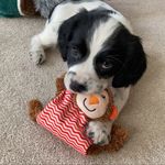 Maggie - @springerspaniel_maggie - Instagram