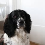 Maggie the English Springer Spaniel - @maggie.the.english.springer - Instagram