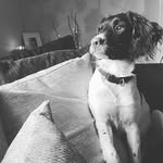 Maggie the Springer - @maggie_side_eyes - Instagram