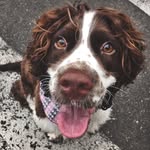 Maggie The Springer - @maggieandtheapple - Instagram