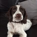 Maggie The Springer - @maggie_the_english_springer - Instagram