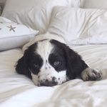 maggie_the_springer - @maggie_the_springing_spaniel - Instagram