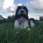 Maggie The Springer Doodle - @maggiethespringerdoodle - Instagram