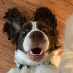 Maggie the Springer Spaniel - @maggie.the.springer.spaniel - Instagram