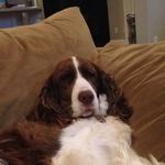 Maggie the Springer Spaniel - @maggie_the_springer_spaniel101 - Instagram