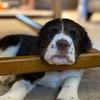 Maggie The Springer Spaniel - @maggie.springerspaniel - TikTok