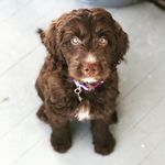 Maggie the Springerdoodle - @maggiethespringerdooodle - Instagram