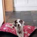 Maggie-the.springer - @maggie_welsh.springer - Instagram