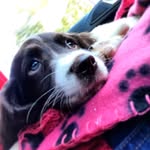 MaggieSpringerSpaniel - @maggiespringerspaniel - Instagram