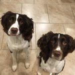 Millie And Maggie Springers - @millieandmaggiespringers - Instagram