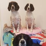 Springers - @maggie_axl_springer_duo - Instagram