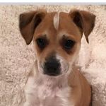Maggie Mae Stacy - @maggie_the_terrier4 - Instagram