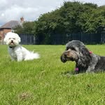 🐶 Maggie & Stella 🐶 - @mischeviousmags_sensiblestella - Instagram