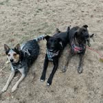 Lily Atwater - @maggie_stella_bodie_adventures - Instagram