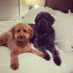Maggie & Stella. - @carolinadoodlesisters - Instagram