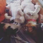 Maggie & Stella - @duasdogmal - Instagram