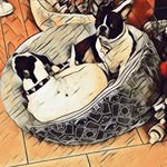 Maggie Stella Charlie - @dewaaldogs3 - Instagram