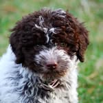 Maggie Stella Luna - @maggie_the_lagotto - Instagram