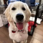 Maggie Murphy-Strader - @maggiethegoldenretriever1 - Instagram