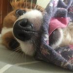 Maggie 🐶 - @strangermaggie - Instagram