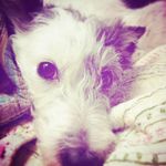 Maggie Stringer🐶 - @maggiemoo_babbyboo - Instagram