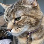 Maggie - @stumpymaggie - Instagram